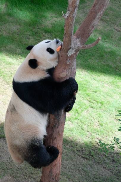 istock Panda with a carrot clings on a branch 1474487927