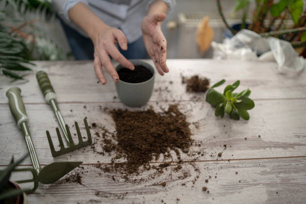 istock Close up shot of hands working with soil 1474488265