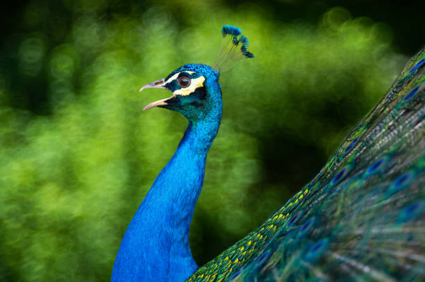 istock peacock screaming on the background of the forest 1474488346