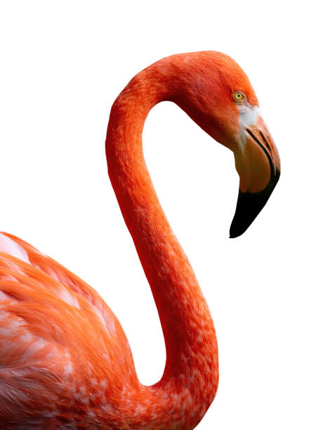 Flamingo portrait isolated on white background