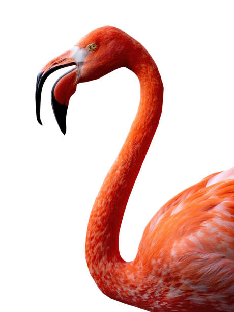 istock Flamingo portrait isolated on white background 1474488389