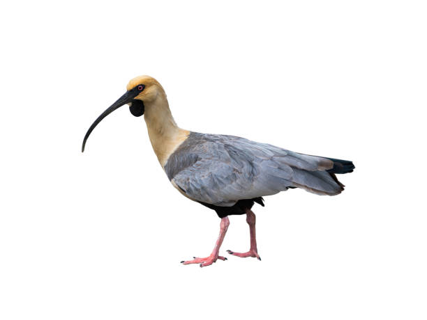 istock black-faced ibis isolated on white background 1474488412