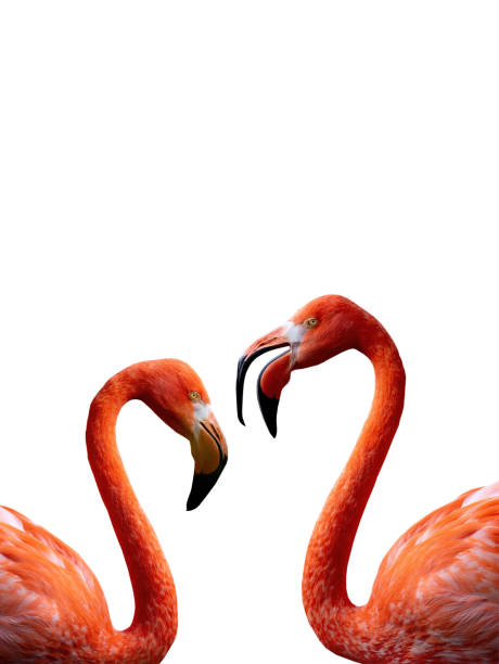istock two Flamingo portrait isolated on white background 1474488633