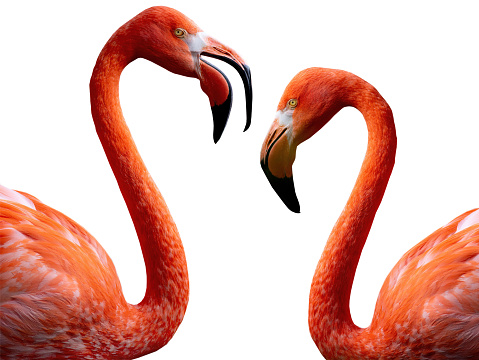 two Flamingo portrait isolated on white background