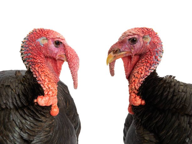 istock portrait turkey isolated on white background 1474489384