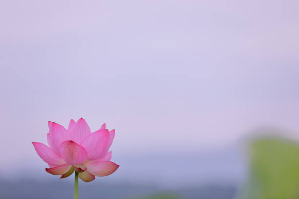 Lotus in Nara, the ancient capital of Japan