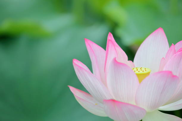 istock Lotus in Nara 1474489610