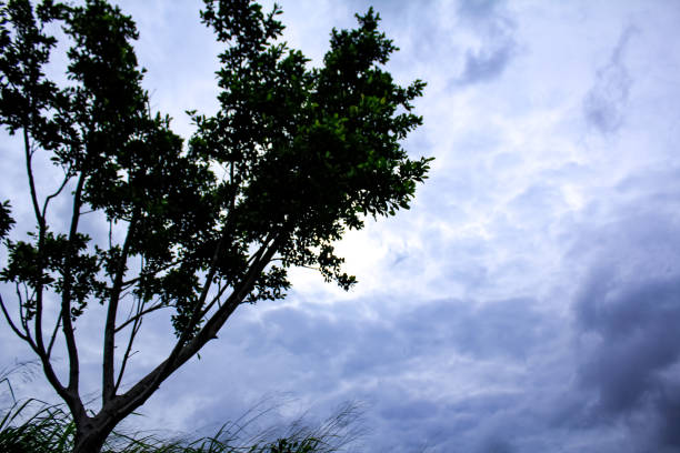 Fresh, juicy green spring foliage of trees crowns.