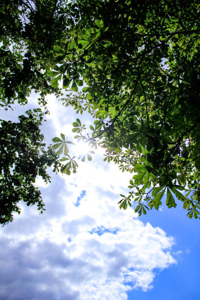 istock Bottom view of green tree leaves with backlit from sunlight and stunning cloudscape. 1474491268