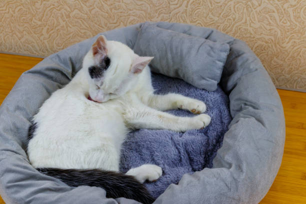 istock White cat lying in his soft cozy cat bed 1474491538