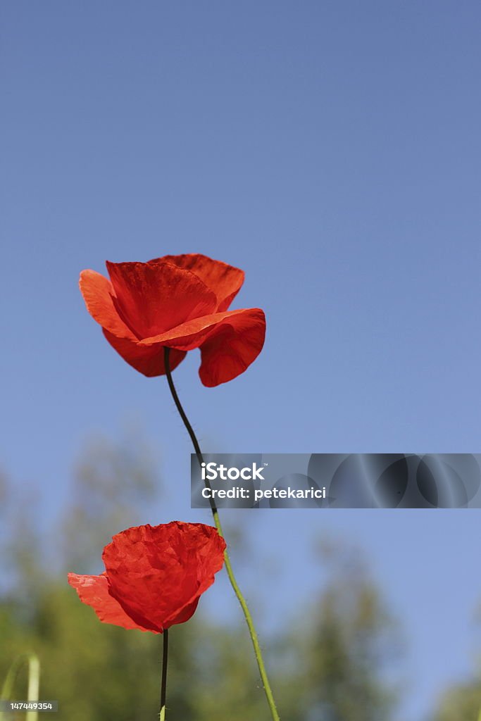 Red Poppies - Foto de stock de Beleza natural - Natureza royalty-free