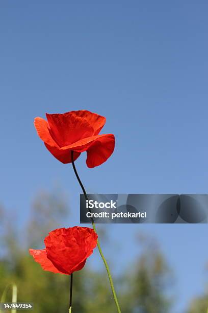 Foto de Red Poppies e mais fotos de stock de Beleza natural - Natureza - Beleza natural - Natureza, Botão - Estágio de flora, Campo