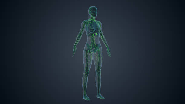 istock Lymphatic system of female body 1474495968