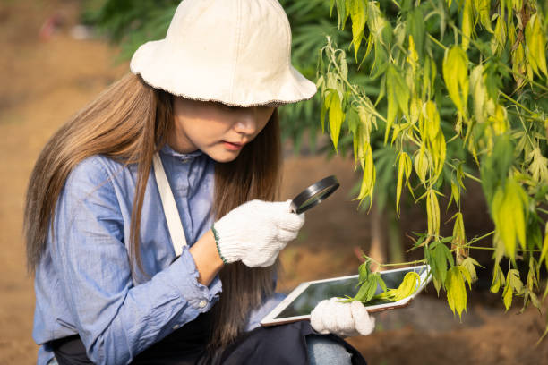istock Young female student using magnifying glass and laptop researching marijuana on marijuana diseases 1474496983