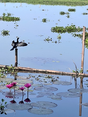 A cormorant drying it’s wings on a wooden post in Kerala. The water has pink waterlillies in bloom. Beautiful reflections in the water