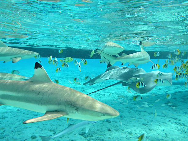 istock Snorkeling with tropical sharks and stingrays 147450038