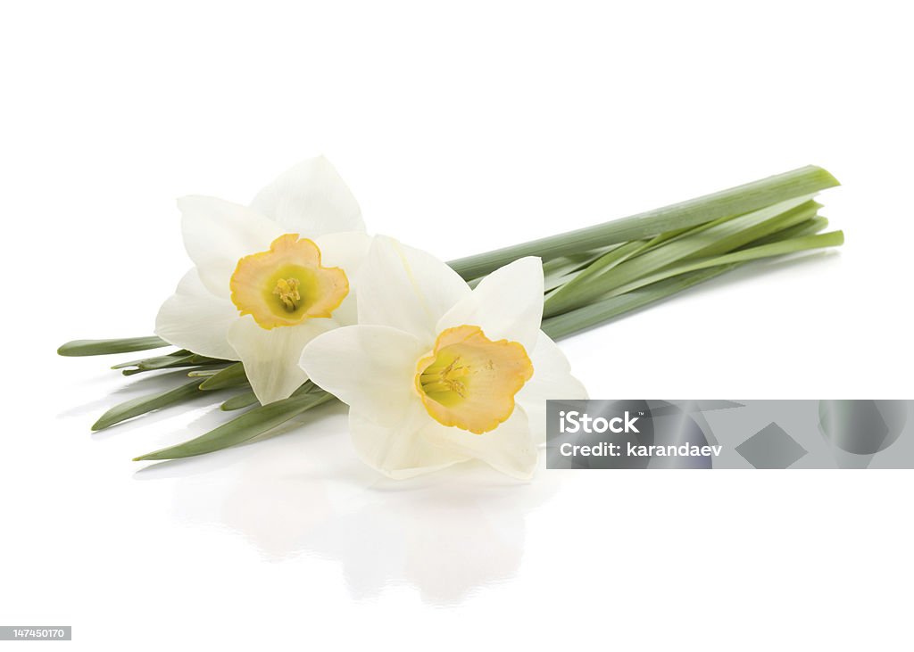 ホワイト daffodils 体 - まぶしいのロイヤリティフリーストックフォト