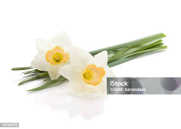 ホワイト Daffodils 体 - まぶしいのストックフォトや画像を多数ご用意 - まぶしい, カットアウト, クローズアップ
