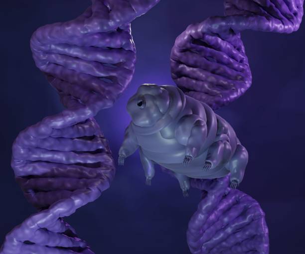 tardigrade or water bear with DNA stands molecule tardigrade or water bear with DNA stands molecule 3d rendering water bear stock pictures, royalty-free photos & images