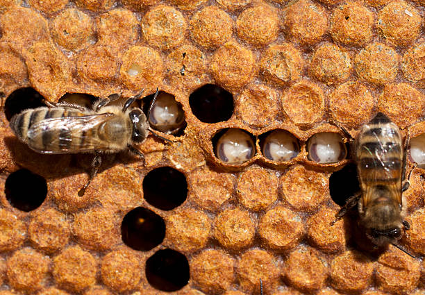 istock The work of bees 147450267