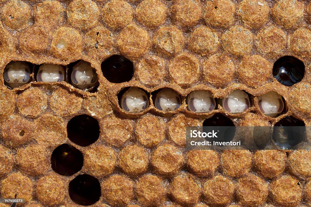 O larvae das Abelhas - Foto de stock de Abelha royalty-free