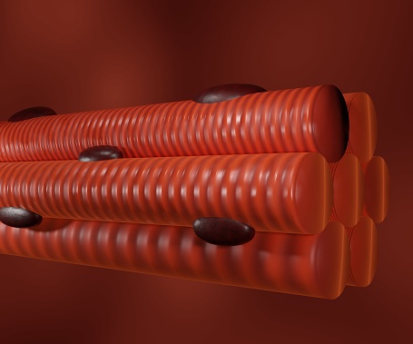 Skeletal muscle cells are long, cylindrical, and striated. A skeletal muscle contains multiple fascicles – bundles of muscle fibers 3d rendering