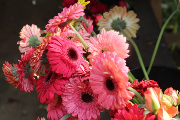 istock The beautiful red flower glow in the sunlight. 1474504041