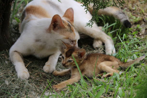 istock A beautiful cat and her adorable child. 1474504062