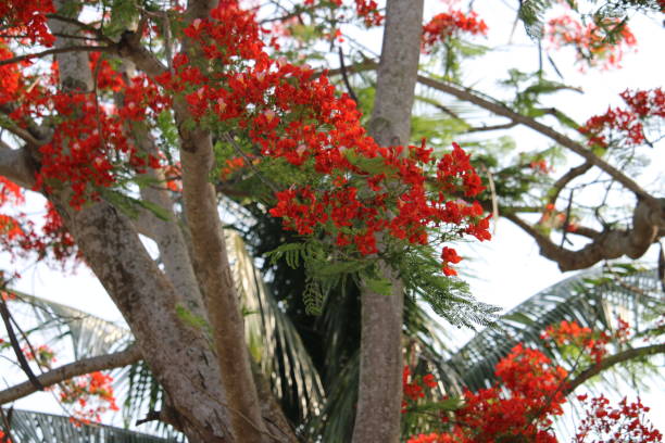 istock The beautiful red flower glow in the sunlight. 1474504063