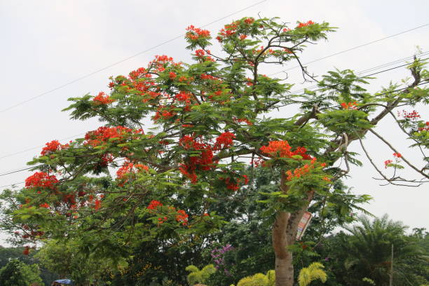 istock The beautiful red flower glow in the sunlight. 1474504064
