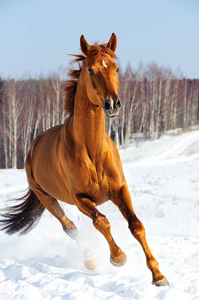 istock Red horse runs front in winter 147450540