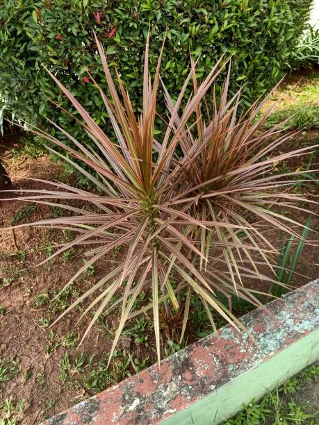 istock Madagascar dragon tree plant 1474505462