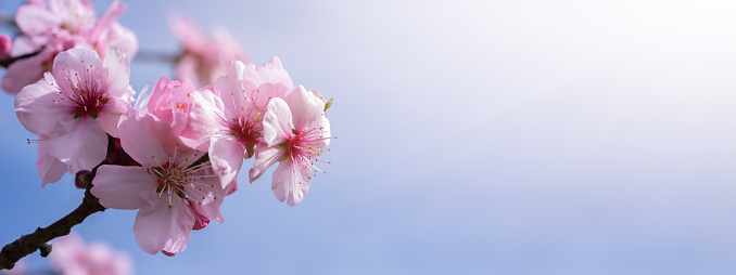 Soft almond blossom flowers bloom spring background - Closeup of beautiful blooming almond trees branches, with blue sky