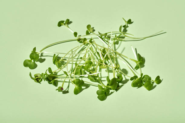 istock Broccoli sprouts or microgreens on green background 1474505690