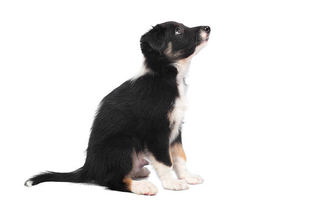 istock Border Collie puppy, 7 weeks old isolated on the white 147450597