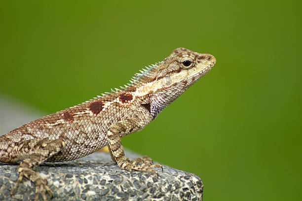 istock Iguana on Rock the green background 147450659