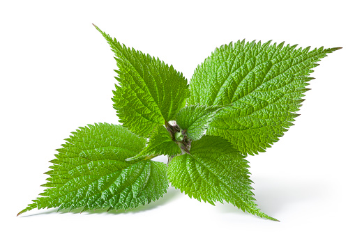 Indian Wild basil leaves with flowers of basil on a white background.