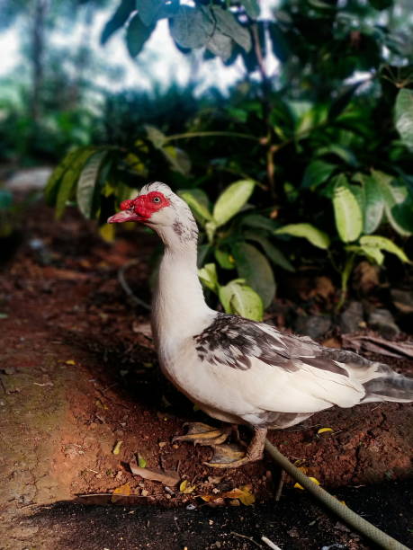 istock A Duck is standing in the garden 1474507633
