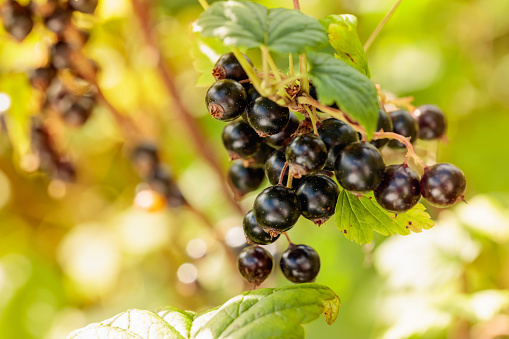 Close-up of ripe black currant on the branch in the garden.