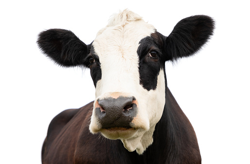 single Dutch, heifer cow in a field looking, copy space
