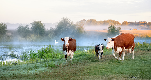Cows, Meadow, Morning