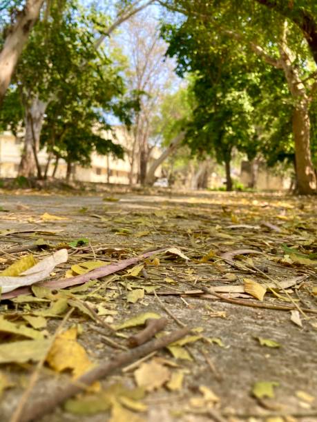 istock Empty road, straight asphalt under the trees 1474509022