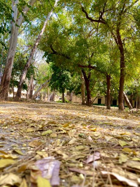istock Empty road, straight asphalt under the trees 1474509031