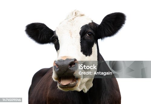 istock Cow Head 1474509046