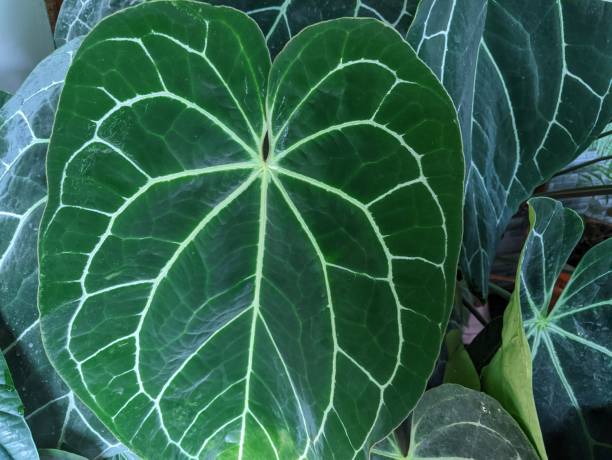 istock Anthurium crystallinum plant 1474509263