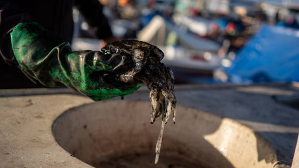 fisherman is holding squid with gloves horizontal small business still