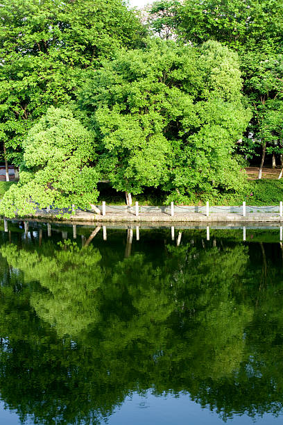 istock Lake in the park with trees 147451021