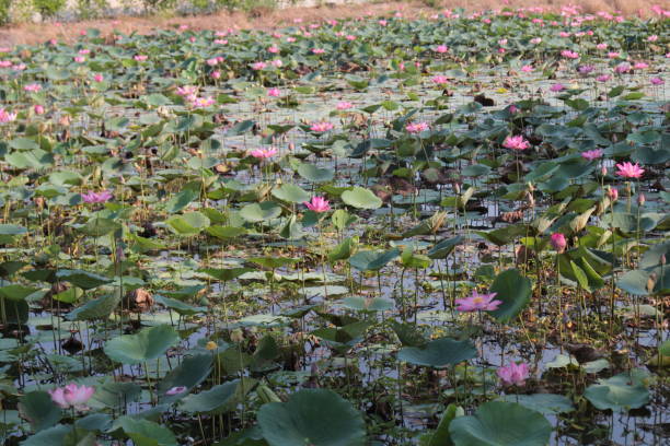 istock The countryside in Vietnam 1474510389