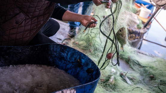 fisherman is picking up fish on fishnet horizontal small business still
