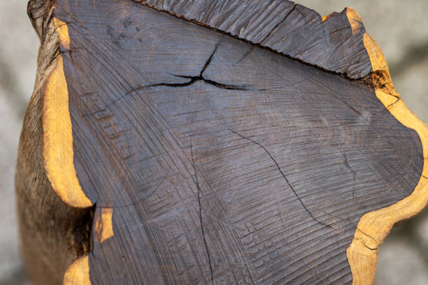 przekrój czarnego hebanu. jedno z najtwardszych drewna na świecie - ebony zdjęcia i obrazy z banku zdjęć